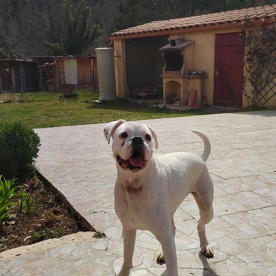 Pin Up a rejoint le concours — aidez-le/la à gagner de superbes lots ! animal, architecture, backyard, building, canine, dog, flagstone, house, nature, outdoors, path, pet, plant, pottedplant, shelter, slate, tree, vegetation, walkway, yard