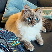 Twiny a rejoint le concours — aidez-le/la à gagner de superbes lots ! cat, blue_eyes, fluffy, feline, pet, indoor, couch, pillow, blanket, relaxed, fur, whiskers, tabby, comfort, domestic_animal, resting, close_up, animal, cute, cozy