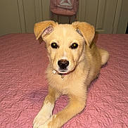 Daisy is registered to the contest to win money with this photo: accessories, animal, bag, bed, bedroom, canine, dog, door, furniture, goldenretriever, handbag, husky, indoors, labradorretriever, pet, plywood, puppy, room, strap, wood