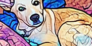 Daisy joined the competition — help win amazing prizes! animal, art, baby, book, canine, comics, dog, drawing, face, head, husky, modernart, mosaic, painting, person, pet, publication, puppy, purple, stainedglass