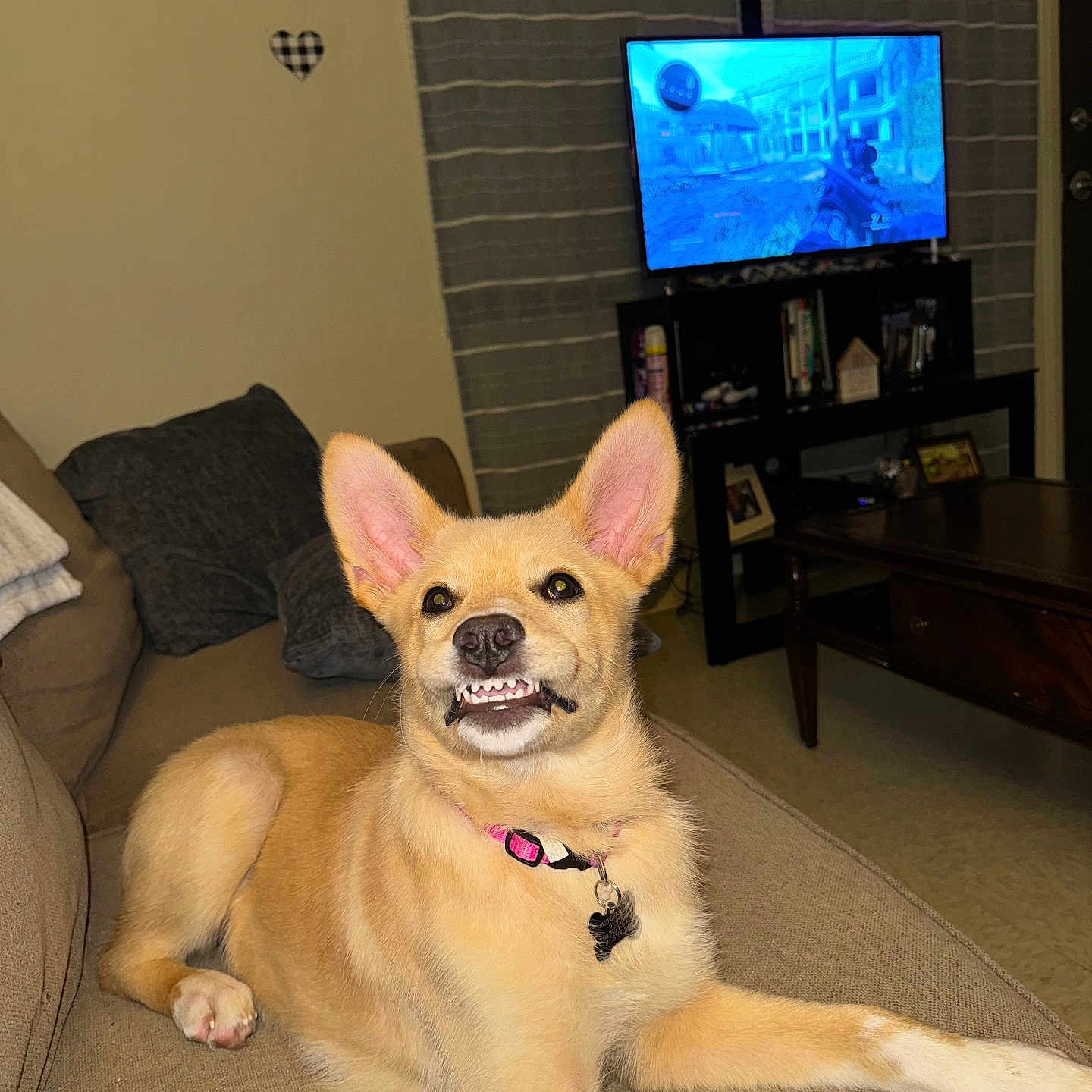 Daisy is registered to the contest to win money with this photo: animal, architecture, building, canine, computerhardware, couch, dog, electronics, entertainmentcenter, furniture, hardware, indoors, interiordesign, livingroom, monitor, pet, puppy, room, screen, tv