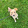 Daisy is registered to the contest to win money with this photo: accessories, animal, canine, chihuahua, clothing, dog, footwear, goldenretriever, grass, herbal, herbs, lawn, leash, nature, outdoors, pet, plant, puppy, shoe, strap