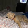 Daisy is registered to the contest to win money with this photo: animal, bed, bedroom, blanket, canine, computerhardware, couch, dog, electronics, furniture, hardware, indoors, labradorretriever, monitor, person, pet, puppy, room, screen, tv