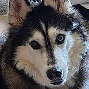 Freya is registered to the contest to win money with this photo: dog, husky, close_up, pet, animal, fur, face, heterochromia, blue_eye, brown_eye, indoor, collar, tag, curious, fluffy, portrait, mammal, cute, canine, domestic_animal