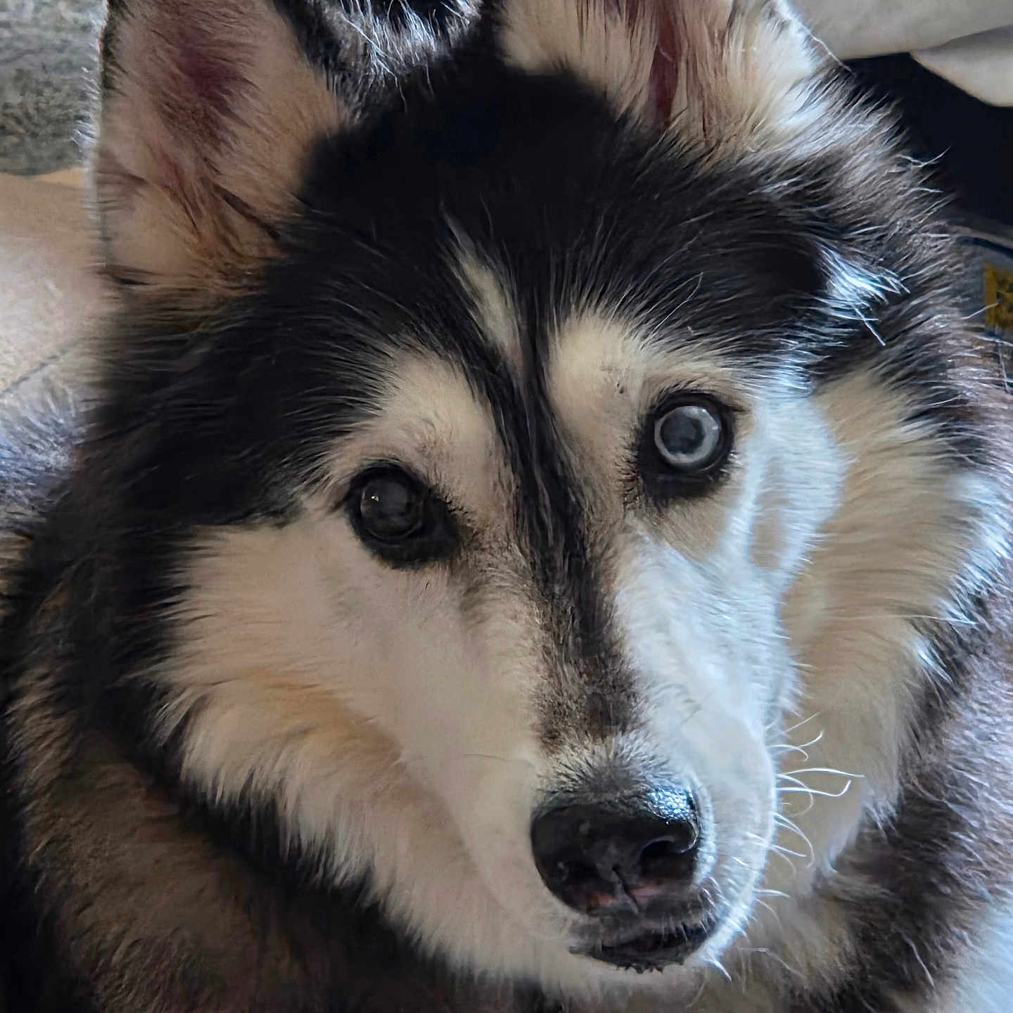 Freya is registered to the contest to win money with this photo: animal, blue_eye, brown_eye, canine, close_up, collar, curious, cute, dog, domestic_animal, face, fluffy, fur, heterochromia, husky, indoor, mammal, pet, portrait, tag