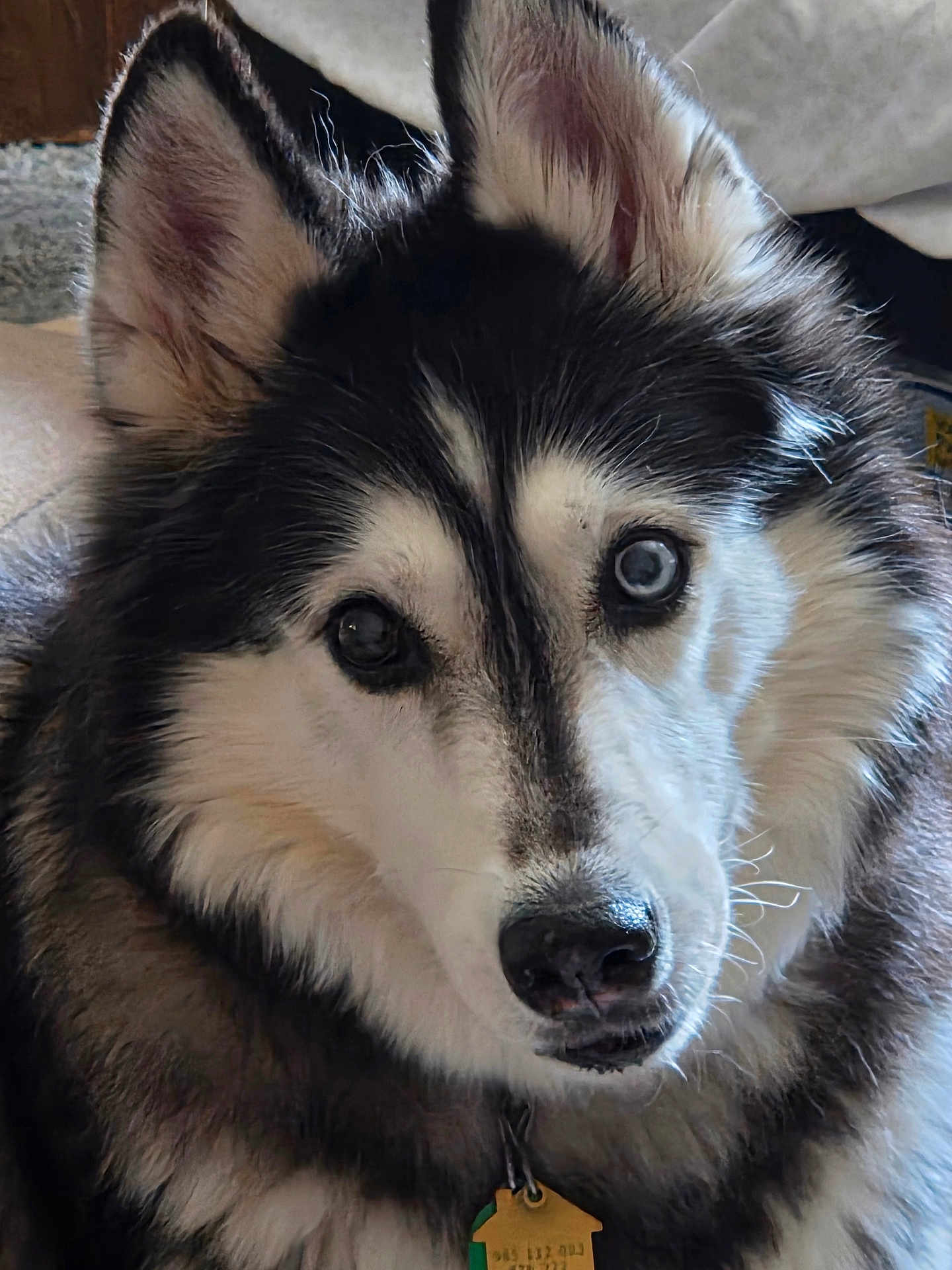 Freya is registered to the contest to win money with this photo: dog, husky, close_up, pet, animal, fur, face, heterochromia, blue_eye, brown_eye, indoor, collar, tag, curious, fluffy, portrait, mammal, cute, canine, domestic_animal