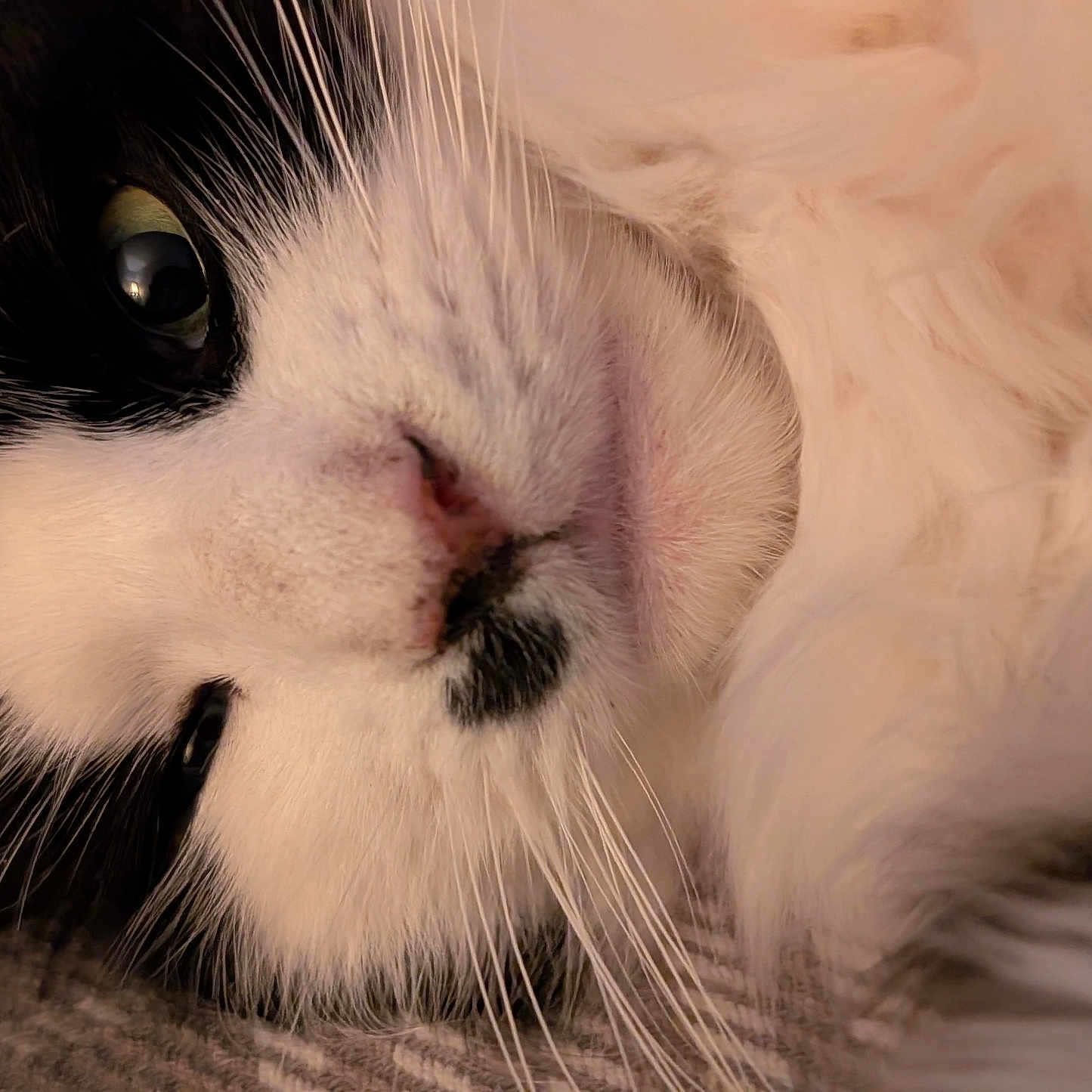 Dozzy is registered to the contest to win money with this photo: animal, black_and_white, cat, close_up, cozy, cute, eye, face, feline, fluffy, fur, indoor, lying_down, nose, pet, portrait, relaxed, sleepy, soft_light, whiskers