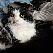 Dozzy joined the competition — help win amazing prizes! black_and_white, cat, close_up, cozy, cute, domestic_animal, ear, face, feline, fluffy, fur, green_eyes, hat, indoor, lying_down, nose, pet, relaxed, soft_texture, whiskers