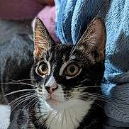 Aurora joined the competition — help win amazing prizes! alert, animal, blanket, cat, close_up, companion, curious, cute, domestic_cat, feline, fur, indoor, mammal, pet, portrait, resting, soft_texture, tabby, whiskers, wide_eyes