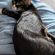 Aurora is registered to the contest to win money with this photo: cat, feline, animal, pet, fur, blanket, soft, cozy, indoor, resting, relaxed, sleepy, closeup, texture, comfort, domestic, mammal, whiskers, tail, blurred_background