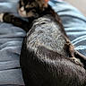 animal, blanket, blurred_background, cat, closeup, comfort, cozy, domestic, feline, fur, indoor, mammal, pet, relaxed, resting, sleepy, soft, tail, texture, whiskers