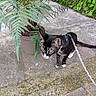 animal, cat, concrete, curious, exploring, fern, garden, greenery, leash, moss, nature, outdoor, pet, plant_pot, potted_plant, sidewalk, small_animal, tuxedo_cat, walking, yellow_eyes