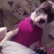 Mattie Godboldsam is registered to the contest to win money with this photo: dog, indoor, purple_sweater, pet, sitting, furniture, pillow, blurred, grainy, animal, canine, cozy, background, soft_furniture, domestic, companion, cute, resting, clothing, household