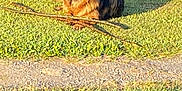 Max is registered to the contest to win money with this photo: alert, animal, canine, daylight, dog, ears, fur, german_shepherd, grass, greenery, lying_down, muzzle, nature, outdoor, park, pet, shadow, stick, sunlight, watchful