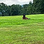 Max is registered to the contest to win money with this photo: dog, grass, field, outdoor, nature, tree, canine, animal, greenery, sky, cloud, relaxing, alone, landscape, park, pet, watching, daytime, mammal, resting