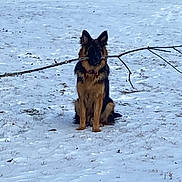 Max is registered to the contest to win money with this photo: dog, german_shepherd, snow, stick, outdoor, animal, pet, winter, canine, sitting, nature, fur, muzzle, ears, collar, playful, cold, field, grass, branch