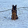 dog, german_shepherd, snow, stick, outdoor, animal, pet, winter, canine, sitting, nature, fur, muzzle, ears, collar, playful, cold, field, grass, branch