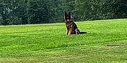 Max is registered to the contest to win money with this photo: dog, german_shepherd, grass, field, outdoor, nature, tree, cloudy_sky, animal, pet, sitting, canine, greenery, landscape, fur, tongue_out, quiet, peaceful, watchful, scenery