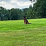 dog, german_shepherd, grass, field, outdoor, nature, tree, cloudy_sky, animal, pet, sitting, canine, greenery, landscape, fur, tongue_out, quiet, peaceful, watchful, scenery