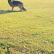 Max joined the competition — help win amazing prizes! alert, animal, canine, daytime, dog, field, fur, german_shepherd, grass, landscape, mammal, nature, outdoor, park, pet, shadow, standing, sunlight, tree, watchful