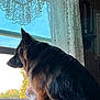 Max is registered to the contest to win money with this photo: dog, cat, window, lace_curtains, german_shepherd, orange_cat, indoor, pet, companions, looking_out, curious, fur, animal, side_view, quiet, home, natural_light, peaceful, curtain, wood_paneling
