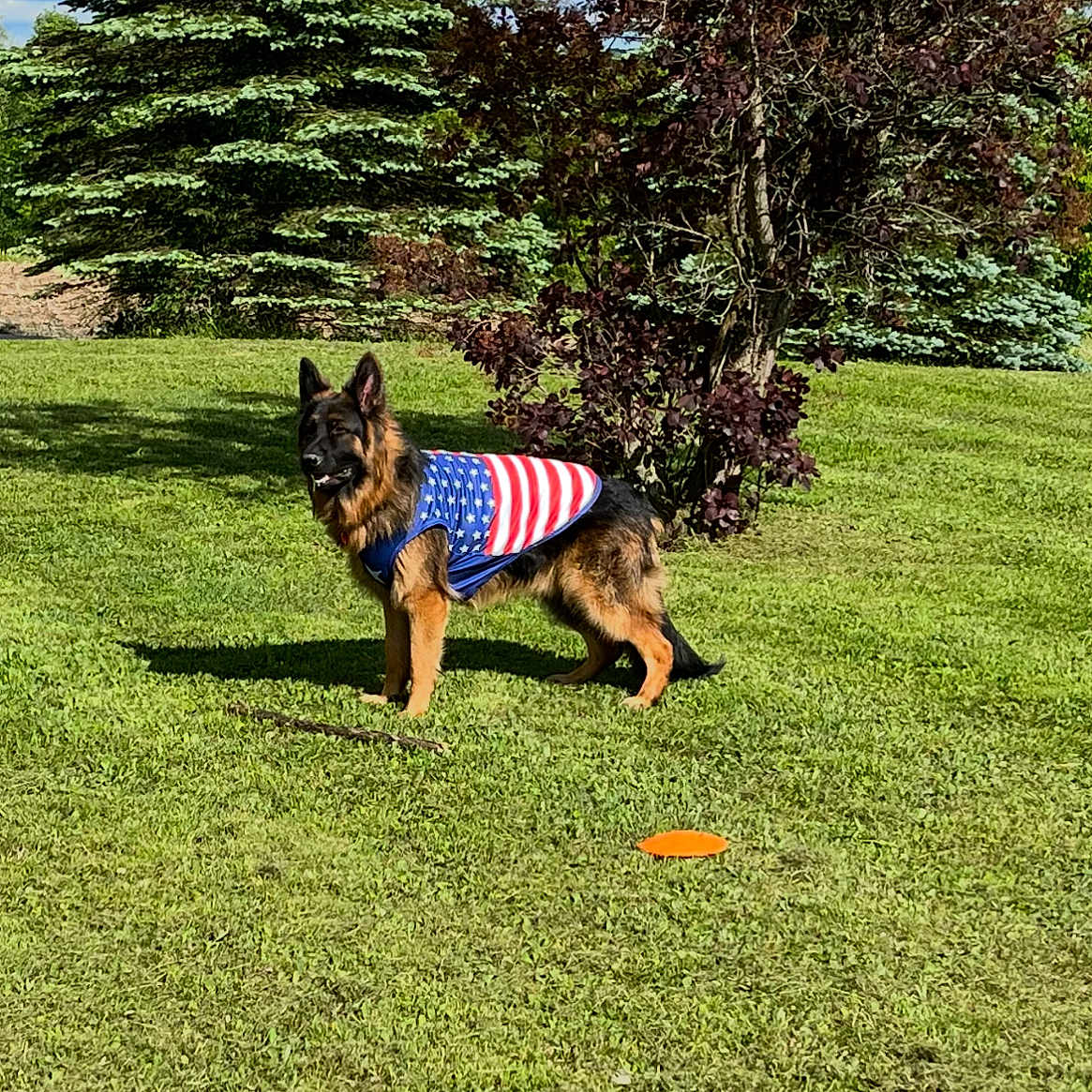 Max joined the competition — help win amazing prizes! alert, animal, blue_sky, canine, daytime, dog, flag_pattern, frisbee, german_shepherd, grass, greenery, nature, outdoor, park, pet, standing, summer, sunny, tree, vest