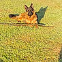 Max joined the competition — help win amazing prizes! alert, animal, canine, collar, daylight, dog, ears, field, fur, german_shepherd, grass, laying_down, nature, outdoor, pet, playing, shadow, stick, sunlight, watchful