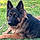 Dottie S.