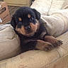 Kane joined the competition — help win amazing prizes! adorable, animal, beige, black, brown, couch, cozy, curious, cute, dog, fluffy, furniture, home, indoor, paw, pet, puppy, rottweiler, small, young