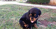 Kane joined the competition — help win amazing prizes! animal, backyard, black, canine, cute, dog, fur, grass, ground, nature, outdoor, pet, playful, puppy, sitting, small, sunlight, tan, tongue, young