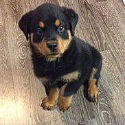 Kane is registered to the contest to win money with this photo: puppy, rottweiler, dog, pet, animal, cute, fur, black_and_tan, floor, wooden_floor, indoor, young, sitting, looking_up, adorable, small, companion, domestic_animal, canine, friendly