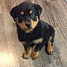 puppy, rottweiler, dog, pet, animal, cute, fur, black_and_tan, floor, wooden_floor, indoor, young, sitting, looking_up, adorable, small, companion, domestic_animal, canine, friendly