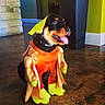 Kane joined the competition — help win amazing prizes! animal, black, brown, clothing, costume, cute, dog, floor, fun, green, happy, indoor, orange, pet, playful, portrait, puppy, sitting, tongue, yellow