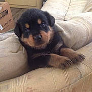 Kane is registered to the contest to win money with this photo: animal, black, brown, cardboard_box, couch, cozy, curious, cute, dog, eyes, face, furniture, home, indoor, living_room, paws, pet, puppy, rottweiler, young