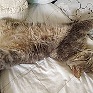 Vénom participe au concours pour gagner de l'argent avec cette photo : cat, tabby, gray_cat, pet, sleeping, bed, bedding, pillow, stretching, fur, whiskers, relaxation, indoor, cute, animal, feline, cozy, resting, home, nap
