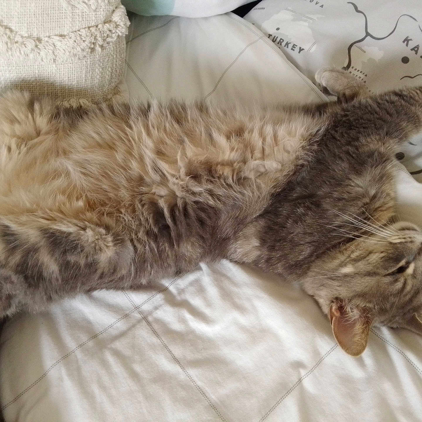 Vénom participe au concours pour gagner de l'argent avec cette photo : animal, bed, bedding, cat, cozy, cute, feline, fur, gray_cat, home, indoor, nap, pet, pillow, relaxation, resting, sleeping, stretching, tabby, whiskers