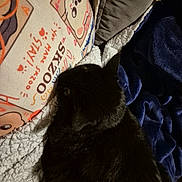 Nana participe au concours pour gagner de l'argent avec cette photo : cat, black_cat, pillow, blanket, couch, furniture, indoor, cozy, sleeping, pet, animal, soft, textile, resting, comfort, closeup, warm, cute, relaxation, home