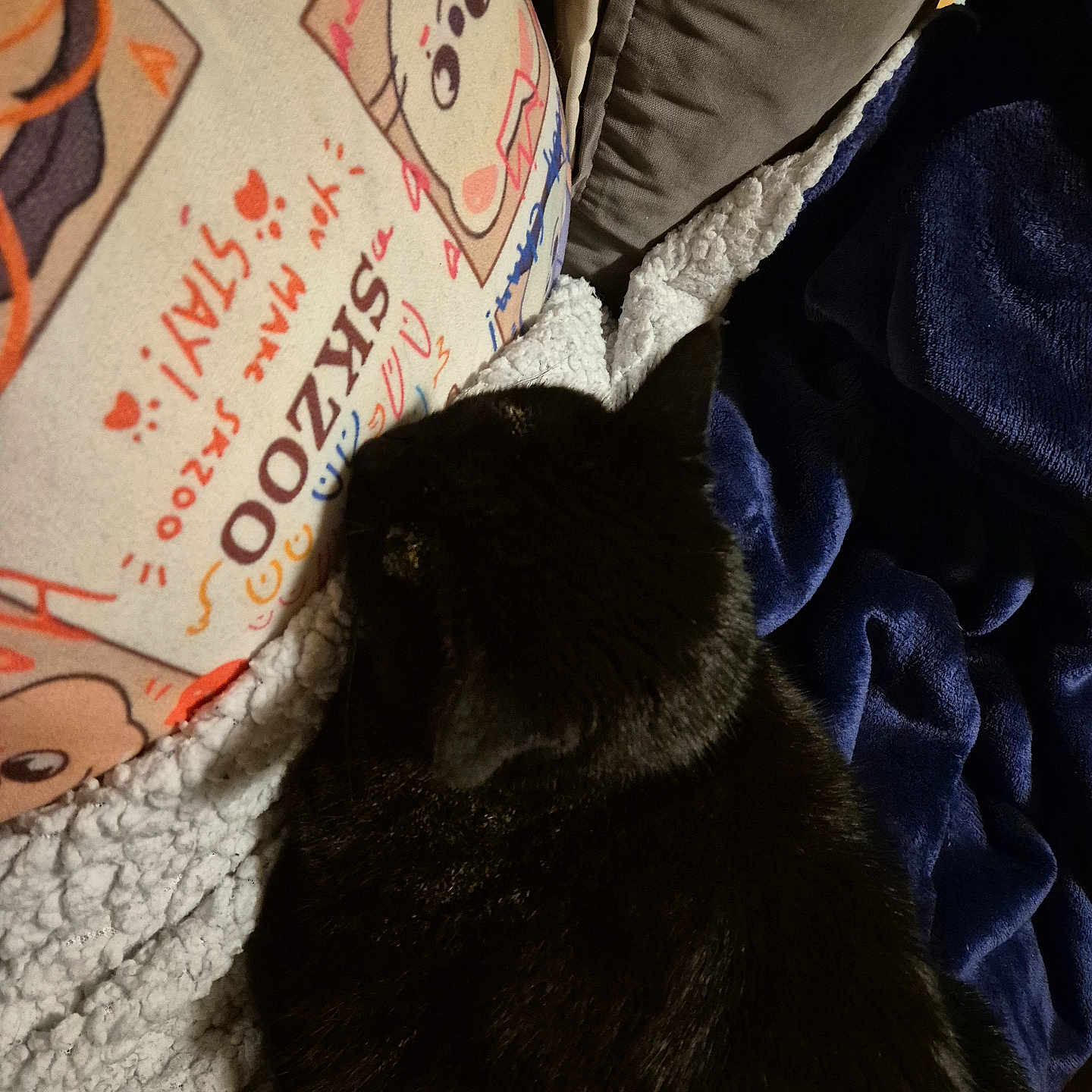 Nana participe au concours pour gagner de l'argent avec cette photo : animal, black_cat, blanket, cat, closeup, comfort, couch, cozy, cute, furniture, home, indoor, pet, pillow, relaxation, resting, sleeping, soft, textile, warm