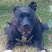 Nepher participe au concours pour gagner de l'argent avec cette photo : animal, ball, bostonbull, boxer, bulldog, canine, dog, frenchbulldog, grass, halter, pet, pitbull, plant, puppy, snout, sport, tennis, tennisball
