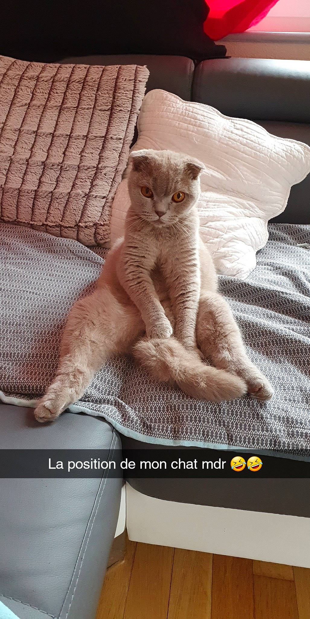 Pastis participe au concours pour gagner de l'argent avec cette photo : asian, british_shorthair, burmilla, carnivore, cat, domestic_short_haired_cat, european_shorthair, fawn, felidae, kitten, mammal, paw, photo_caption, polydactyl_cat, scottish_fold, small_to_medium_sized_cats, whiskers