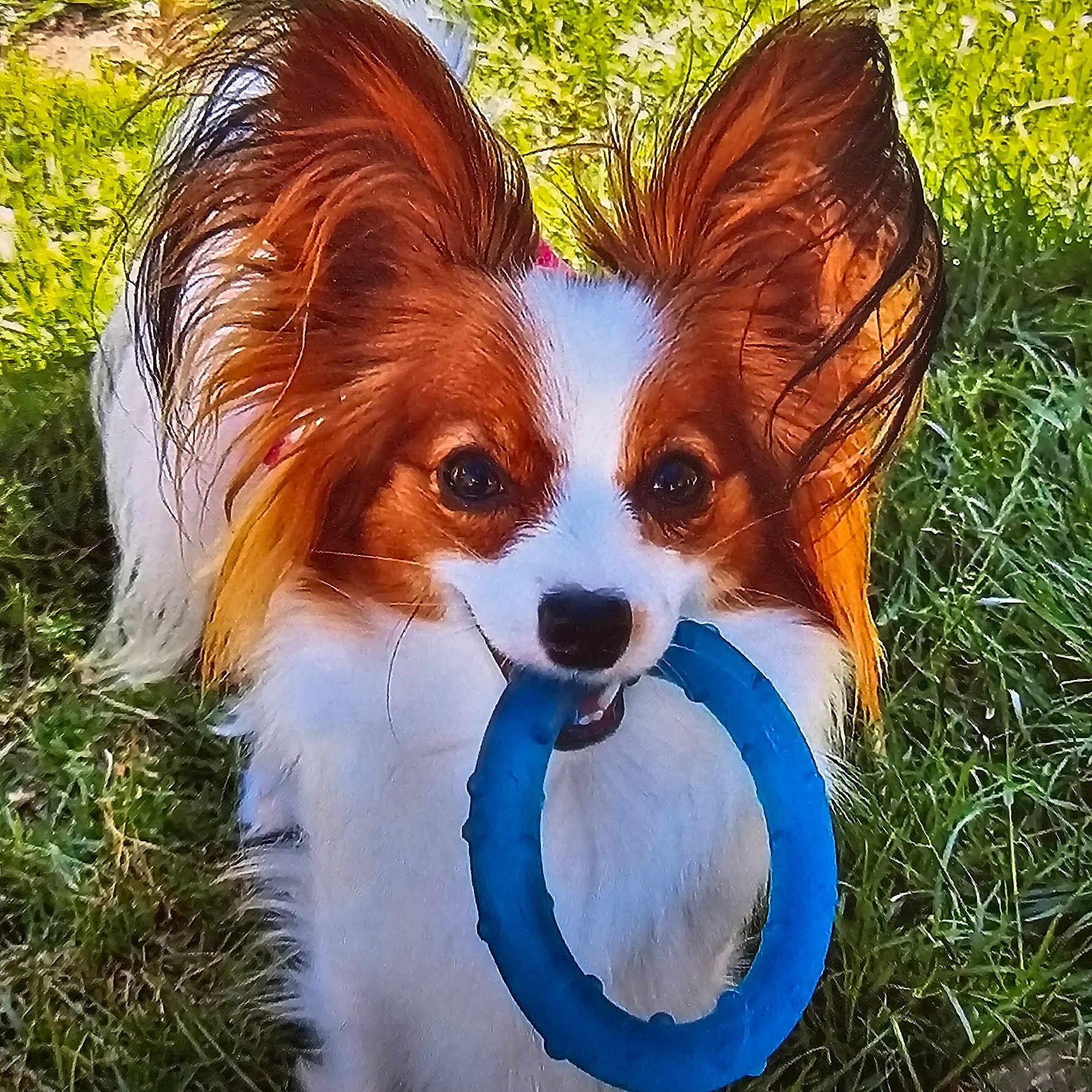 Perry