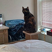 Sophie joined the competition — help win amazing prizes! animal, bed, blanket, blinds, cat, clothing, cozy, curious, daylight, decor, denim, feline, home, indoor, pet, pile, resting, tortoiseshell_cat, window, wooden_furniture