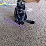 Sophie is registered to the contest to win money with this photo: animal, background, blur, cardboard_box, carpet, cat, chair, domestic_cat, floor, furniture, home, household, indoor, pet, plaything, room, sitting, tail, tortoiseshell_cat, toy
