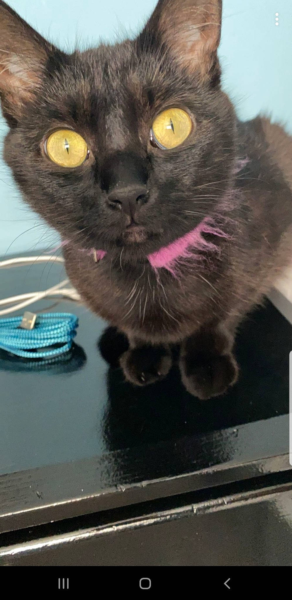 Gems is registered to the contest to win money with this photo: black_cat, bombay, carnivore, cat, cat_furniture, cat_supply, claw, domestic_short_haired_cat, felidae, fur, iris, paw, pet_supply, sitting, small_to_medium_sized_cats, snout, tail, terrestrial_animal, whiskers