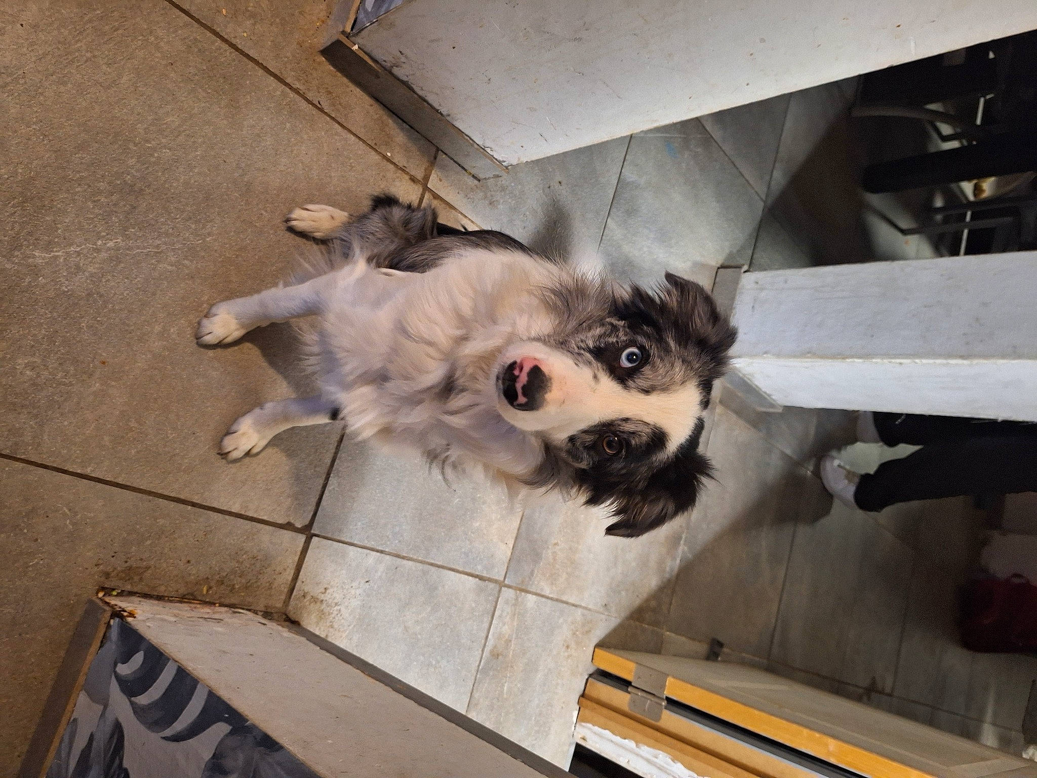 Flash a rejoint le concours — aidez-le/la à gagner de superbes lots ! canidae, carnivore, companion_dog, dog, dog_breed, fawn, fur, paw, snout, sporting_group, tail, working_animal