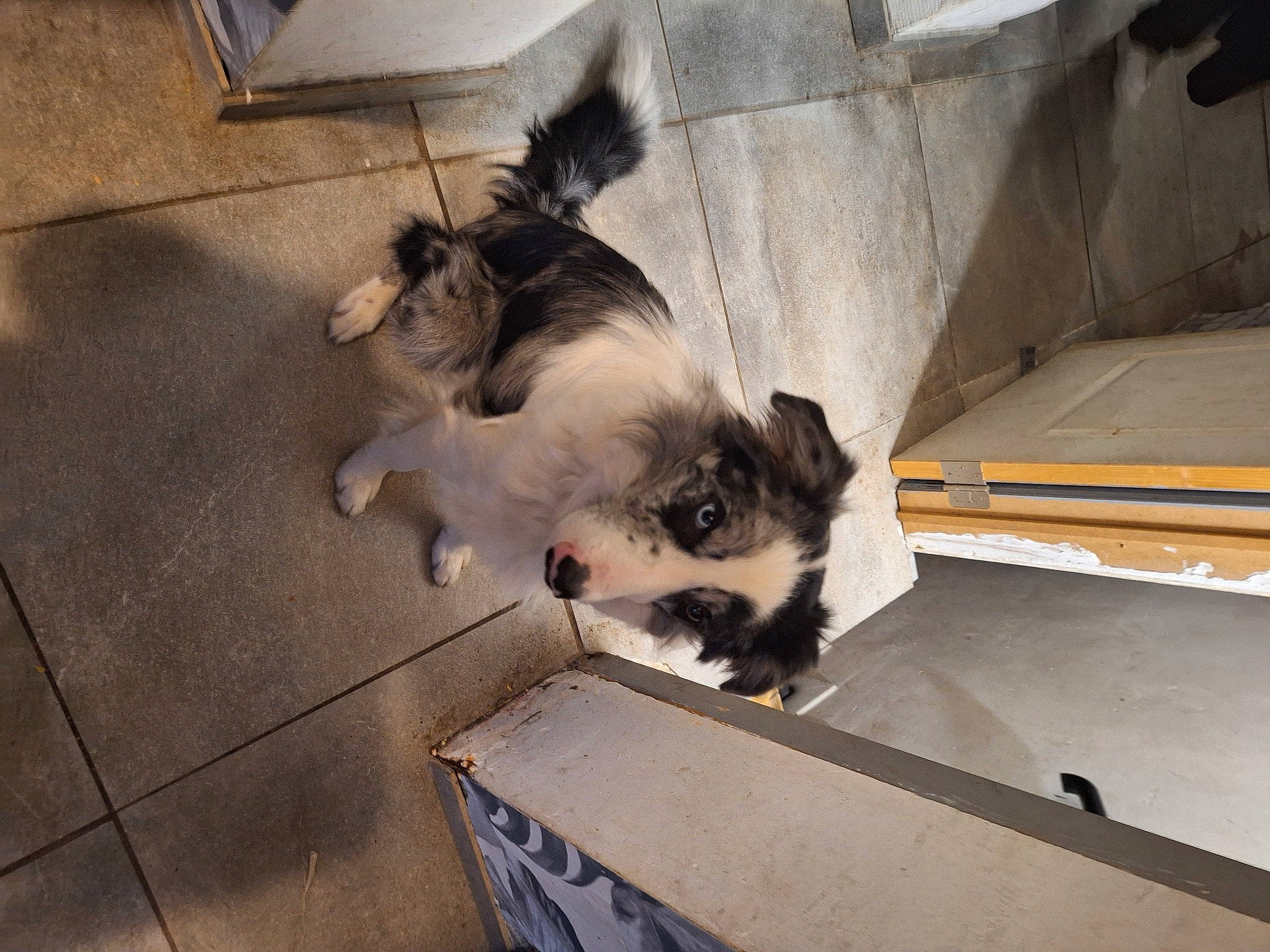 Flash a rejoint le concours — aidez-le/la à gagner de superbes lots ! canidae, carnivore, companion_dog, dog, dog_breed, felidae, flooring, fur, sporting_group, tail, toy_dog, wood, working_animal