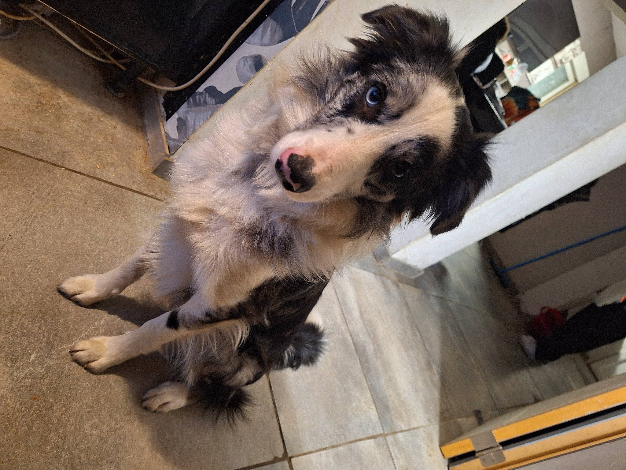 Flash a rejoint le concours — aidez-le/la à gagner de superbes lots ! canidae, carnivore, claw, companion_dog, dog, dog_breed, flooring, fur, non_sporting_group, paw, puppy, snout, sporting_group, terrestrial_animal, toy_dog, whiskers, working_animal, working_dog