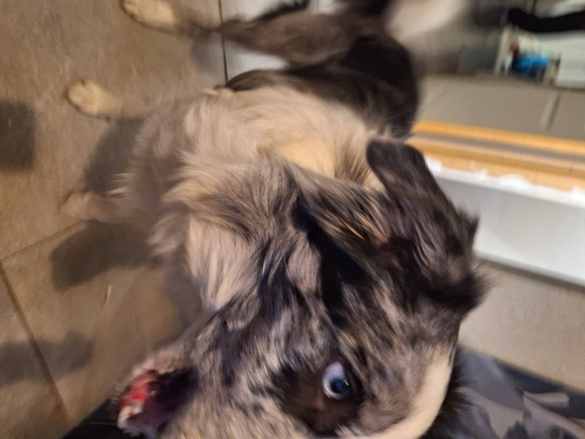 Flash a rejoint le concours — aidez-le/la à gagner de superbes lots ! carnivore, claw, collar, companion_dog, dog, dog_breed, dog_collar, ear, eyelash, fawn, felidae, fur, liver, paw, small_to_medium_sized_cats, snout, sporting_group, tail, whiskers, working_animal