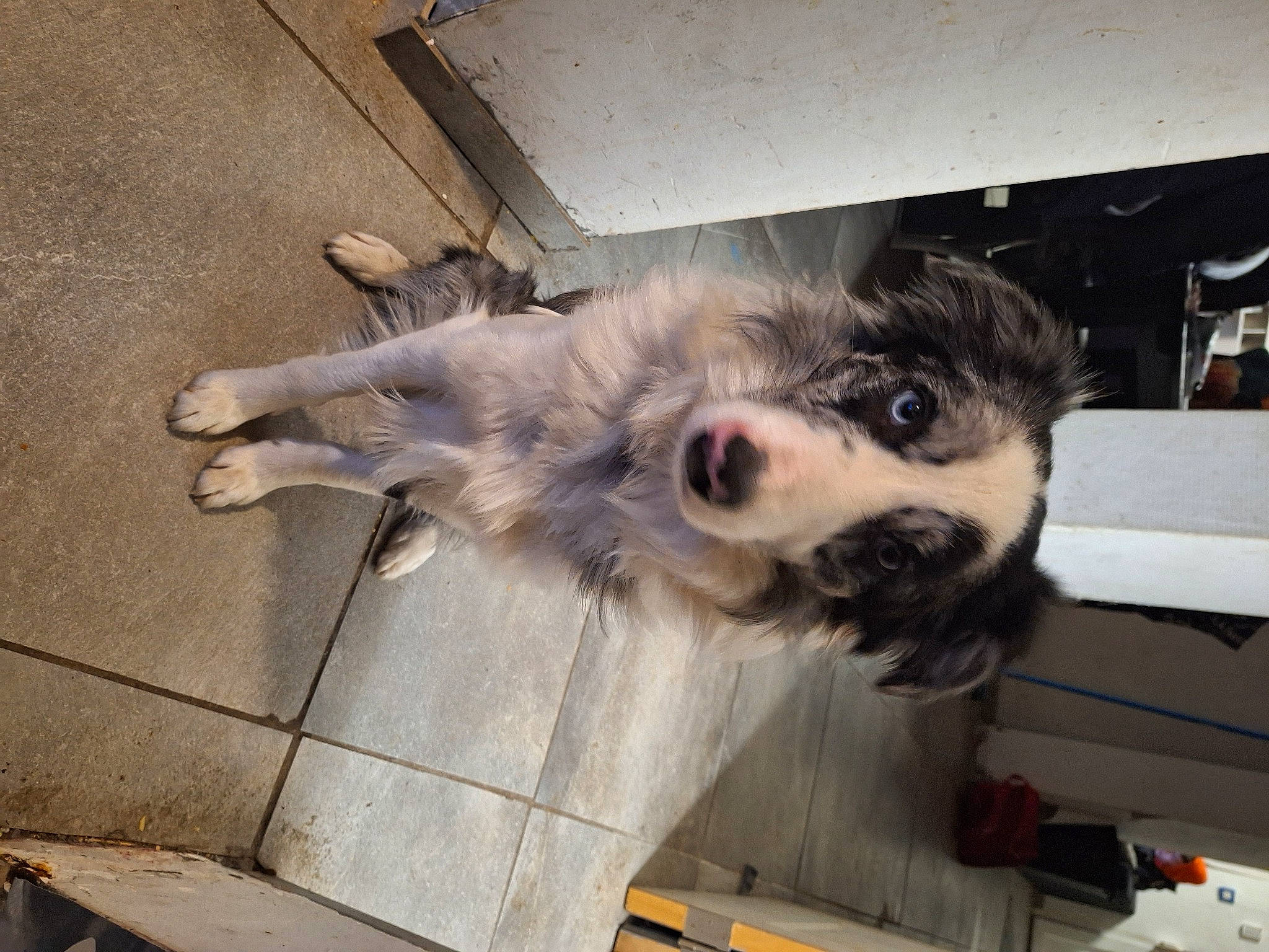 Flash a rejoint le concours — aidez-le/la à gagner de superbes lots ! canidae, carnivore, companion_dog, dog, dog_breed, fur, paw, siberian_husky, snout, sporting_group, tail, working_animal, working_dog