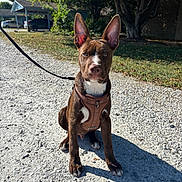 Taz is registered to the contest to win money with this photo: puppy, dog, brown, white, harness, leash, outdoor, gravel, path, grass, tree, sunlight, shadow, parked_cars, curious, sitting, pet, animal, canine, ears